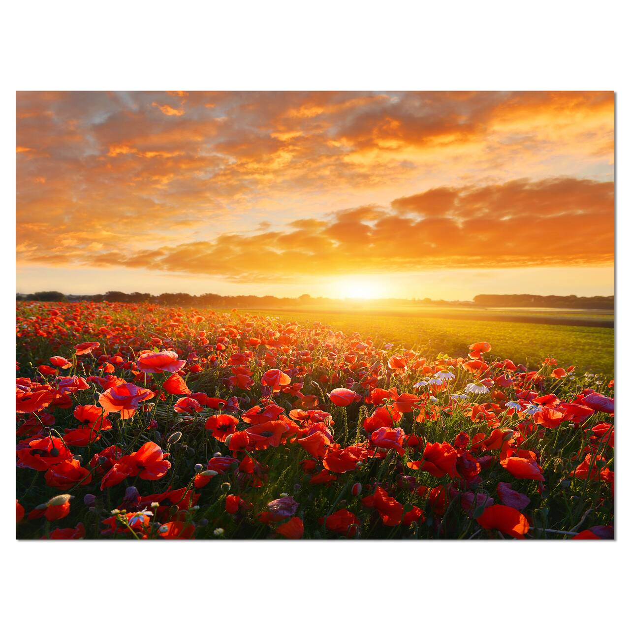 Designart - Beautiful Poppy Field at Sunset - Abstract Wall Art Canvas